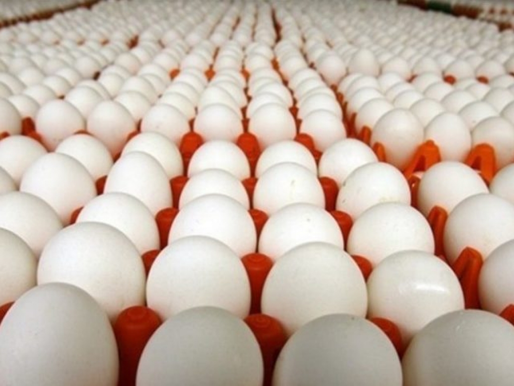 توزیع روزانه ۱۰ تن تخم مرغ با نرخ مصوب در البرز